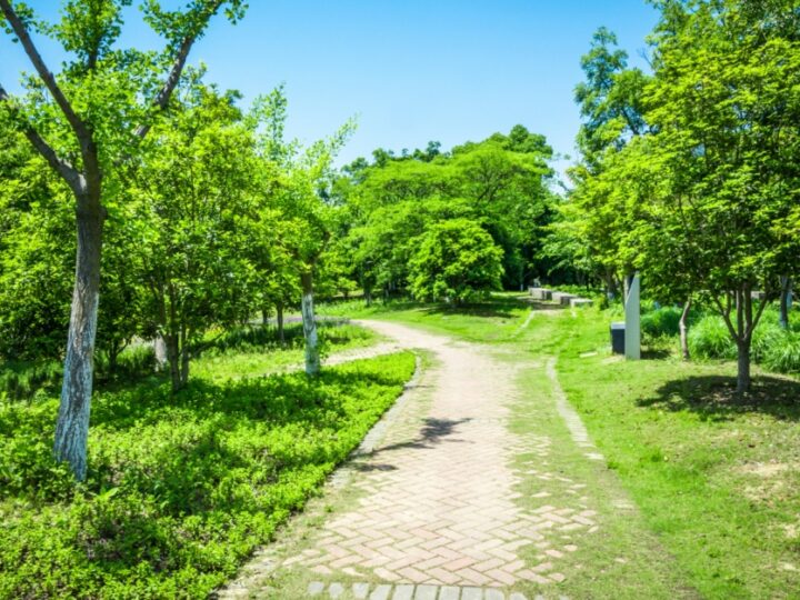 Przemiana 6700 mkw łąk kwietnych w grodziskim Parku Skarbków: realizacja projektu zielono-niebieskiej infrastruktury